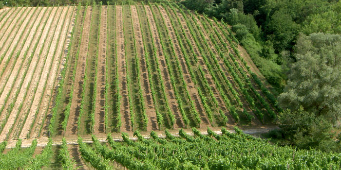 Rampa di Fugnano, Azienda agricola