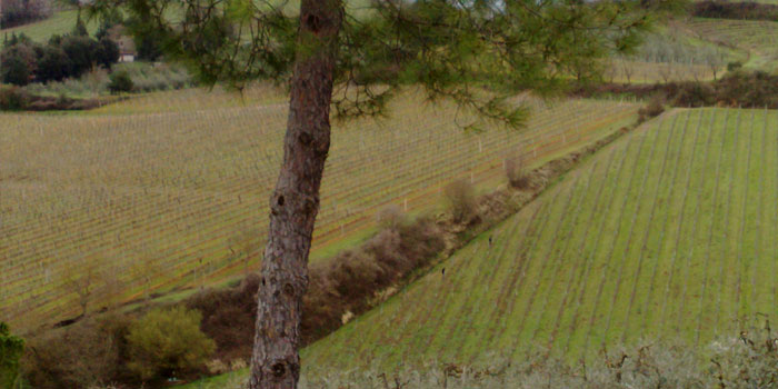 Rampa di Fugnano, Azienda agricola