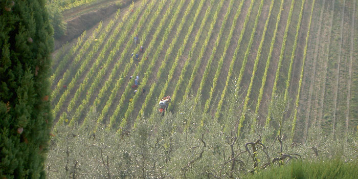 Rampa di Fugnano, Azienda agricola