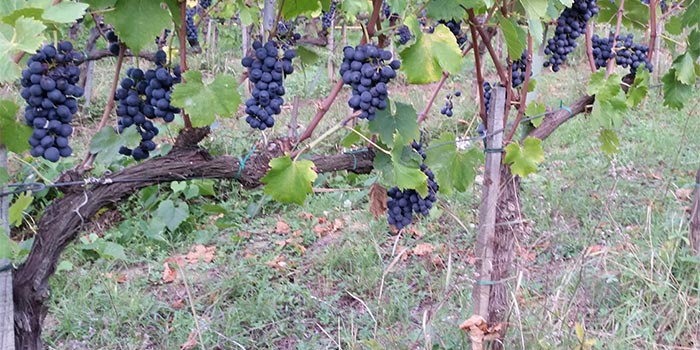 Rampa di Fugnano, Azienda agricola